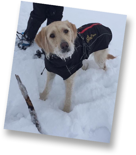 Dog in the snow